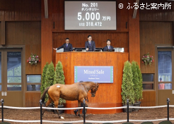 高額第3位ダノンチェリー