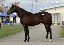 牡馬最高「ウルス2025」