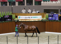 高額第3位(受胎牝馬最高)タイのハッピーアズラリー