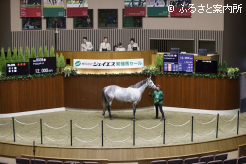 最高価格テイエムスパーダ