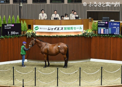 高額第3位(受胎牝馬最高)タイのダノンシュネラ