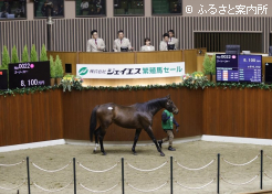 高額第2位のゴーソーファー