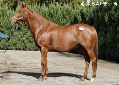 受胎牝馬の最高価格ダノンティアラ