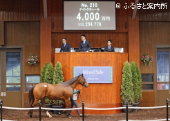 高額第4位のナイトクチュール
