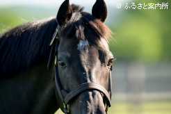 供用2年目シーズンは24頭の牝馬に配合した