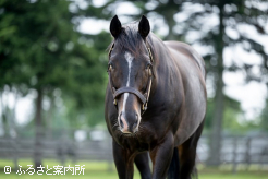 3年目シーズンは139頭の繁殖牝馬に配合を行った