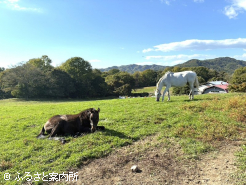 安達牧場の放牧地で過ごす親仔
