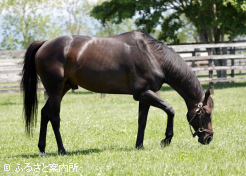 やや深みのかかった鹿毛の馬体は父譲り