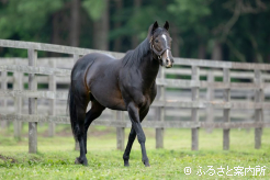 貫録を増した馬体で放牧地を闊歩する