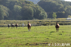 安達牧場の放牧地