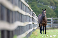 「賢い馬なので、人を見るところがある」というようにじっとこちらを観察する