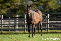 産駒の通算勝利数は1,200を超えた