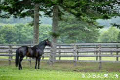 目線の先はヤマニンウルス