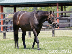 今年は13頭の繁殖牝馬に配合した
