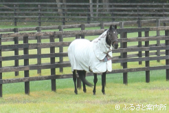 放牧地でたたずむレイデオロ