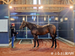 厩舎内では管理馬を見る場所も設置されている