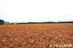 屋内坂路の前には十分過ぎるほどの運動場も確保されていた